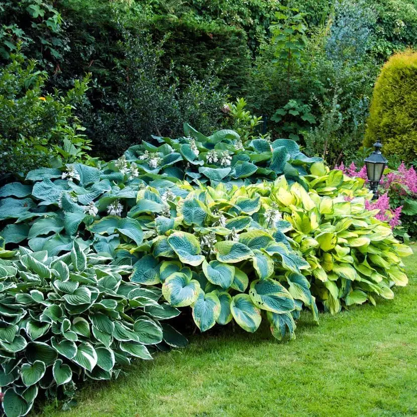 hosta plant garden setting