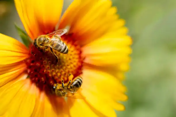 butterfly flower with bees