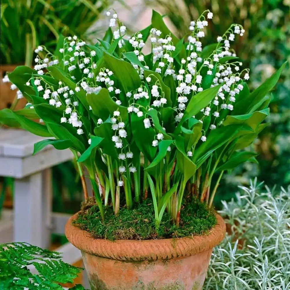potted lily of the valley balcony