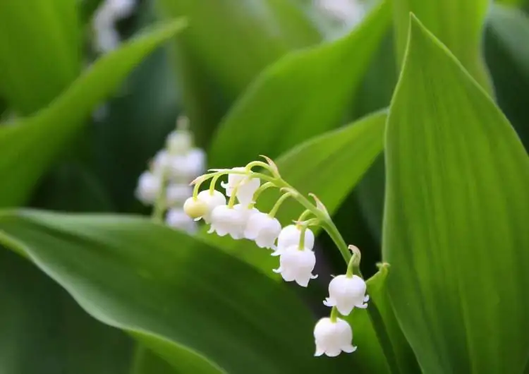 lily of the valley rhizome division