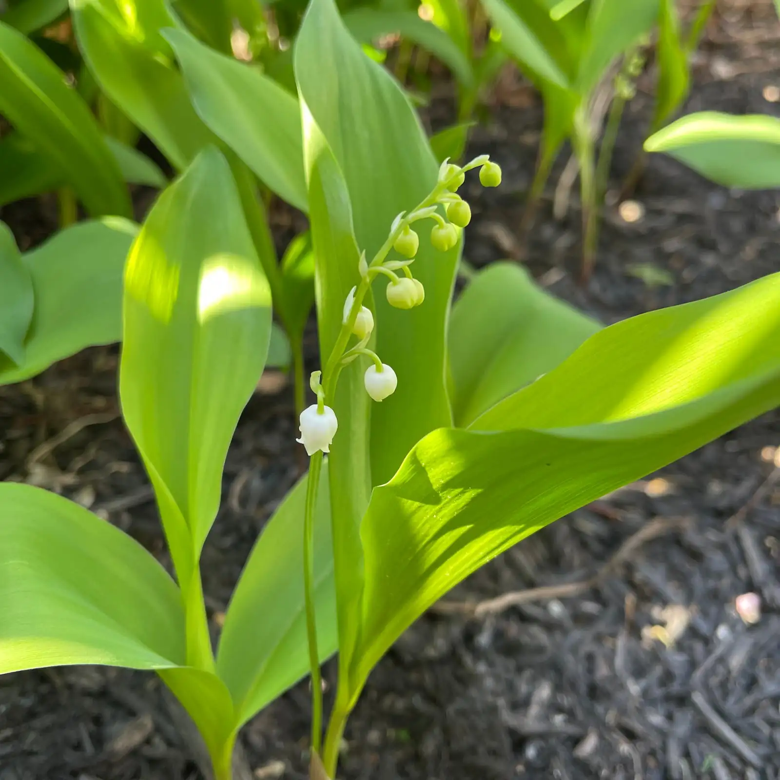 lily of the valley seed sowing
