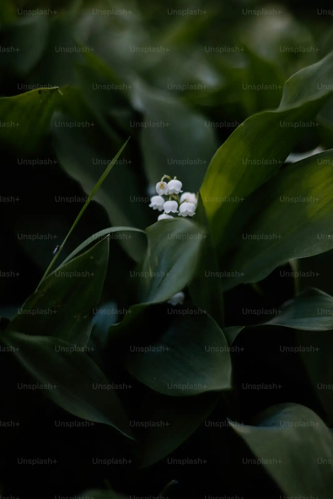 lily of the valley indoor forcing