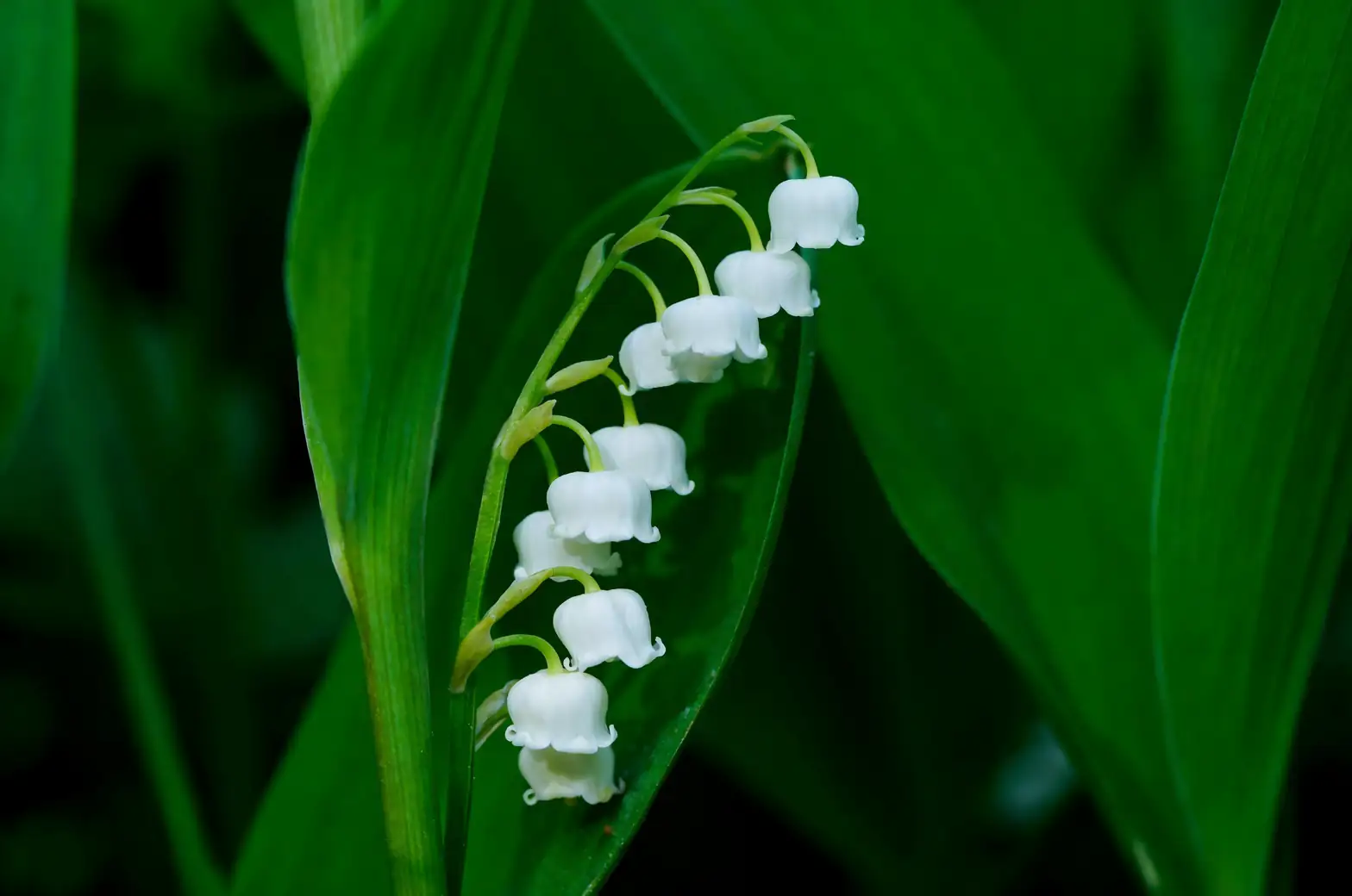 lily of the valley festival celebration