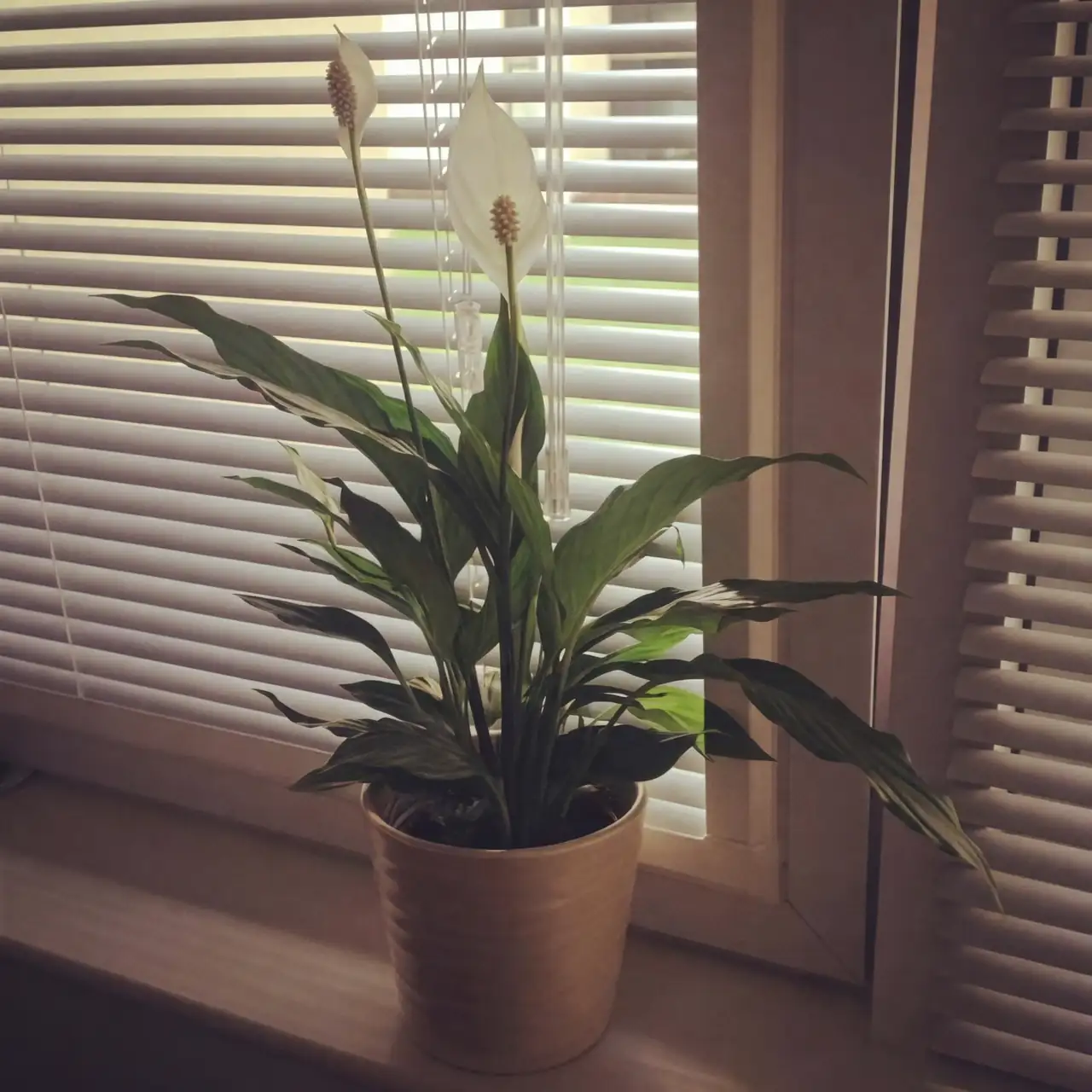 养护白掌的小秘密：如何让它开花不断？