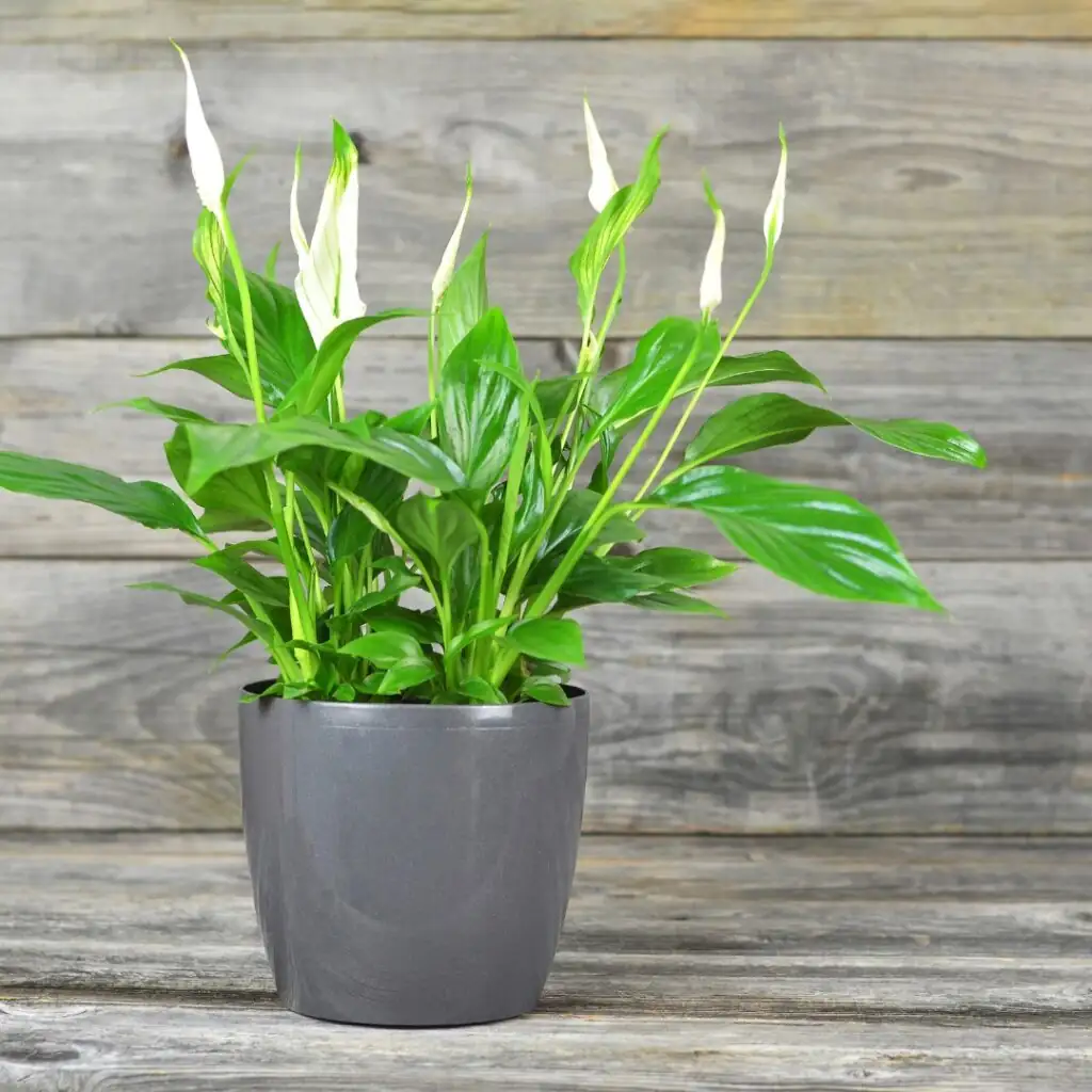 peace lily warm indoor setting