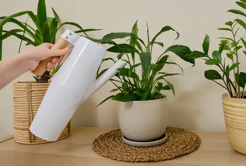 watering peace lily plant