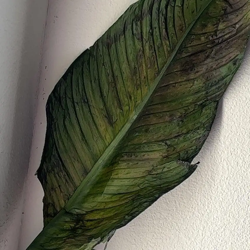 fungal leaf spot on peace lily