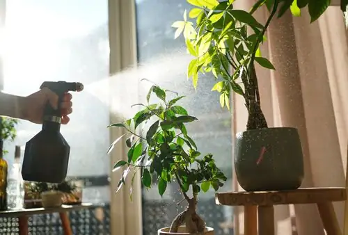 watering money tree indoor