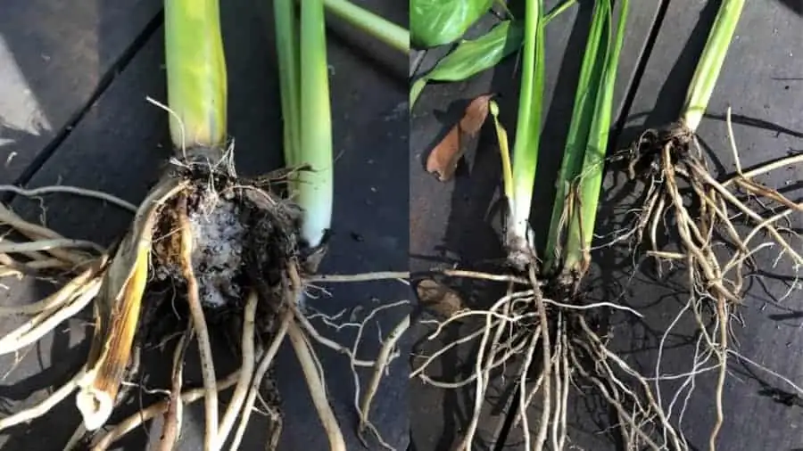 root rot in peace lily