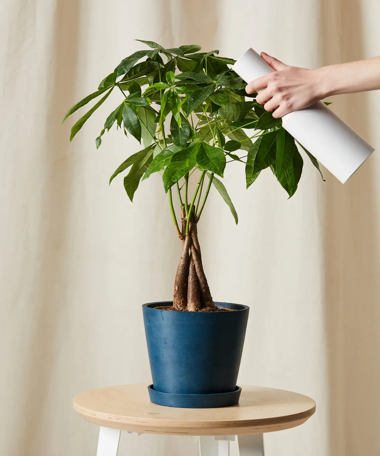 money tree humidifier indoor