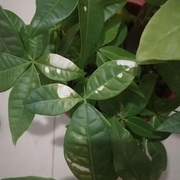 money tree pests leaves