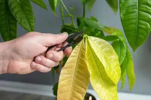 cleaning money tree leaves