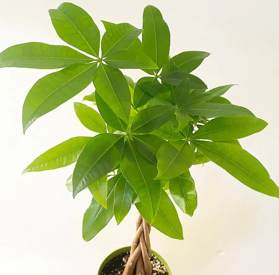 braided Pachira aquatica indoor