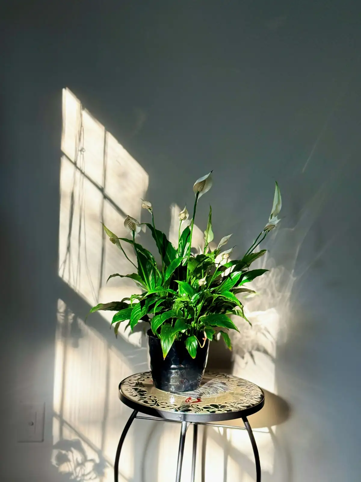 scale insects on peace lily