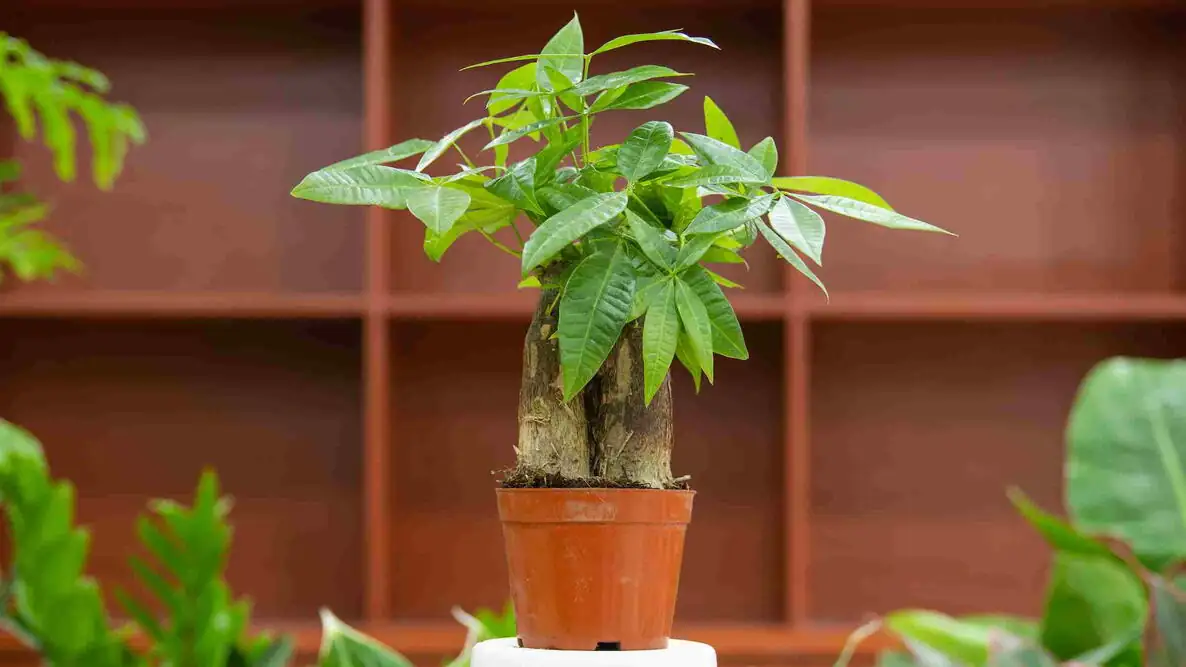 indoor pachira aquatica care