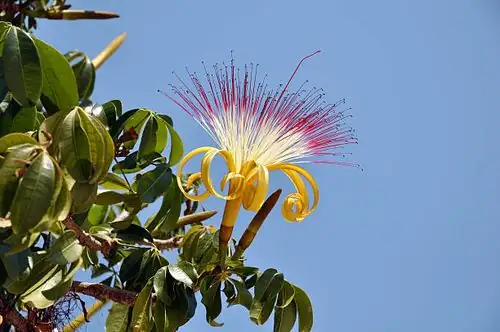 pachira aquatica flower close-up