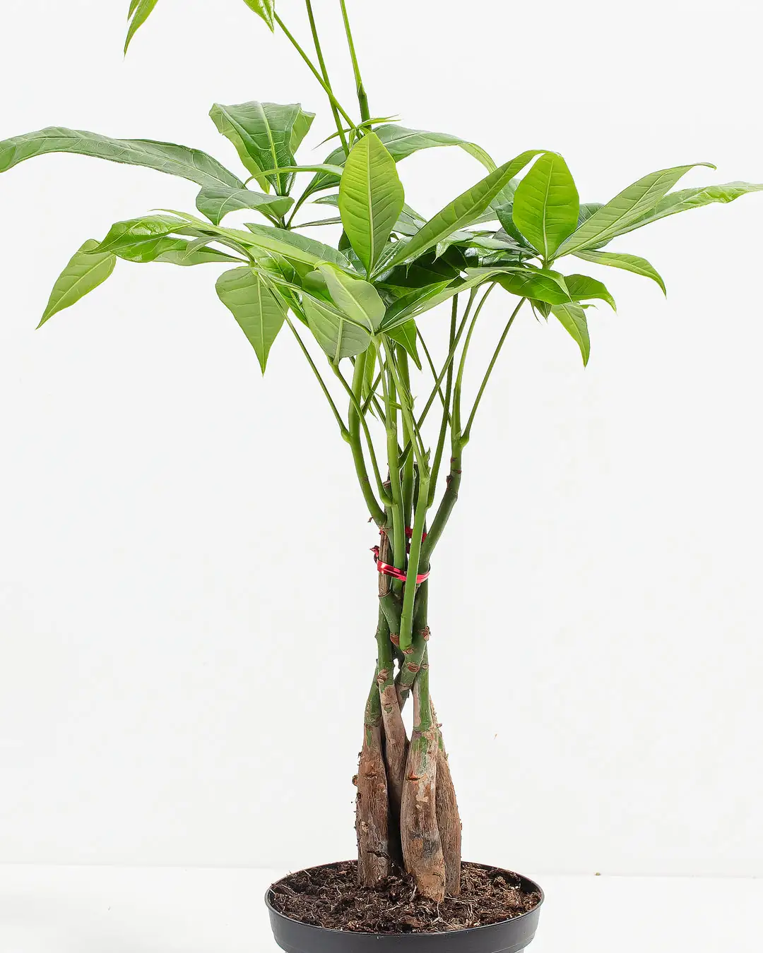 money tree flowering