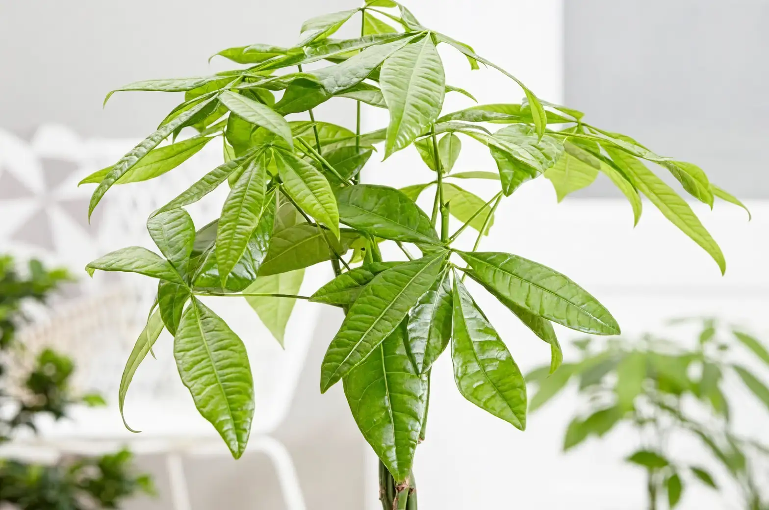 家居绿植搭配指南：巧用发财树提升你的室内空间