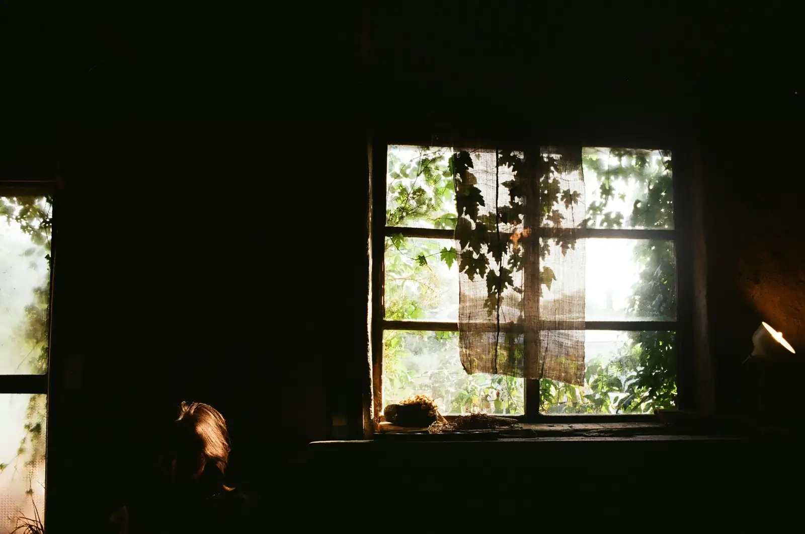 pachira aquatica sunlight window