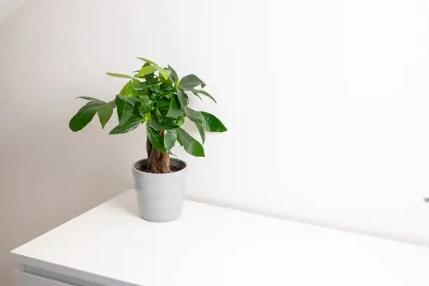 pachira aquatica office desk