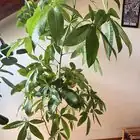 pachira aquatica hydroponics setup