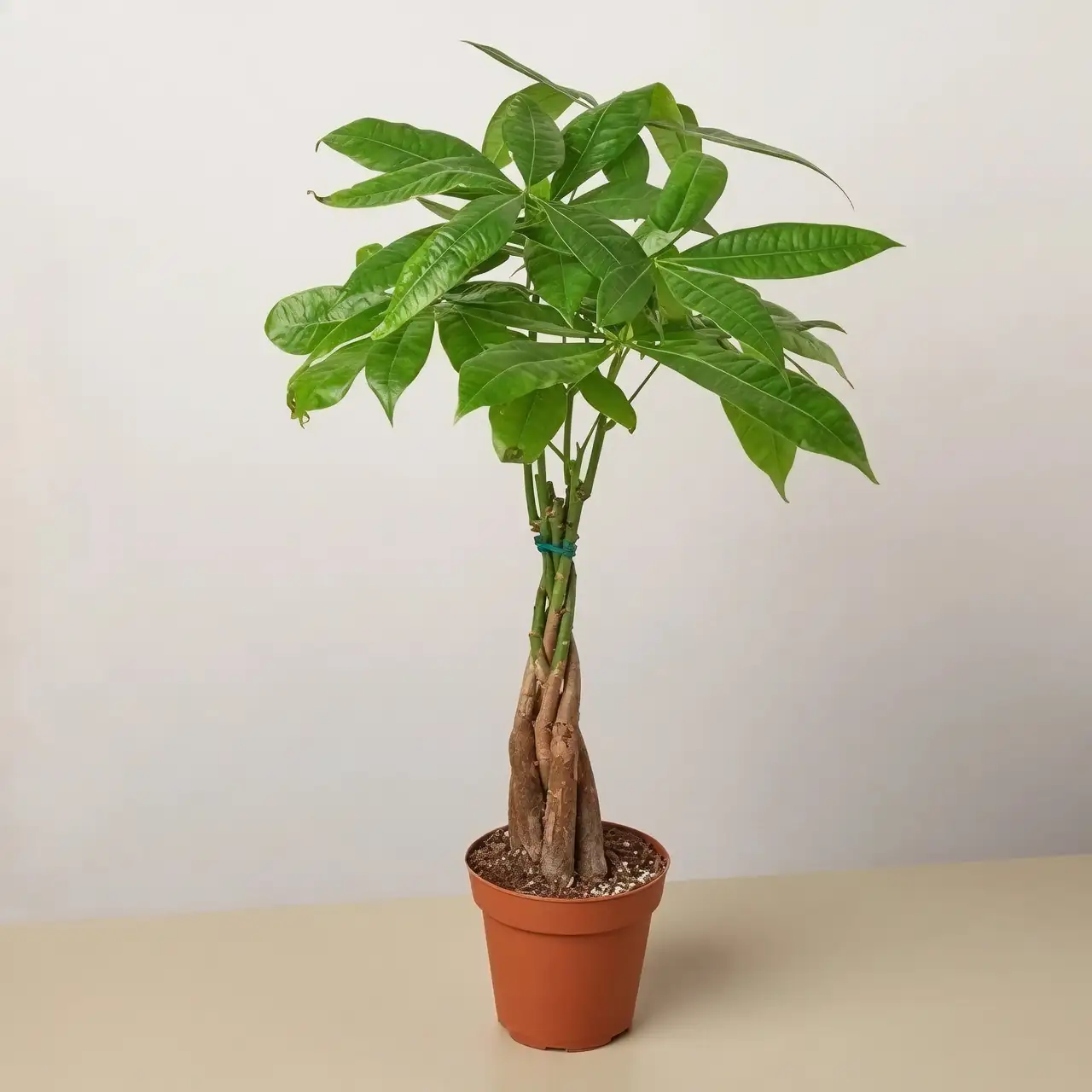 pachira aquatica indoor decor