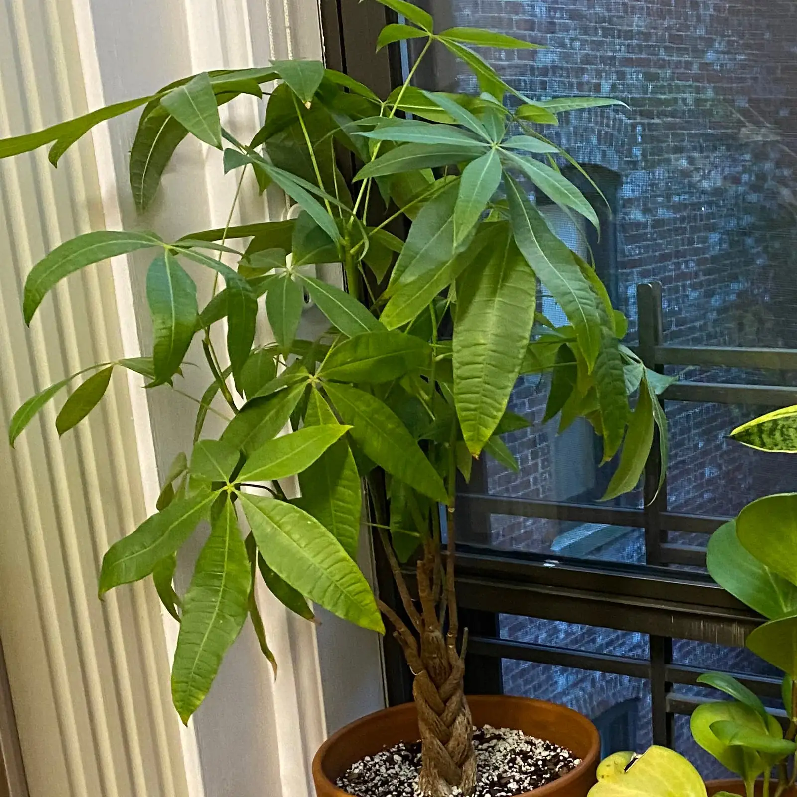 money tree bright corner