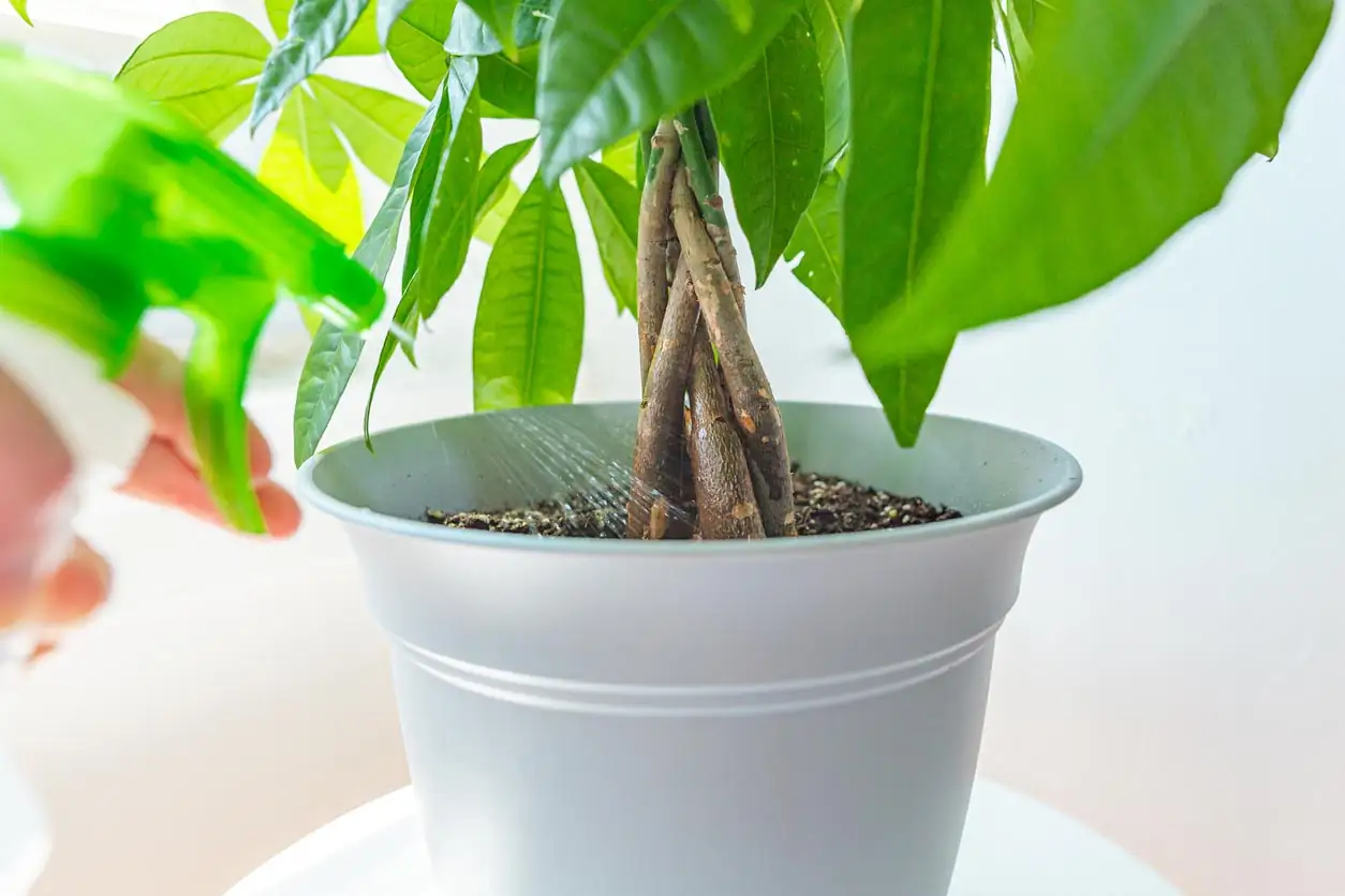 money tree care watering