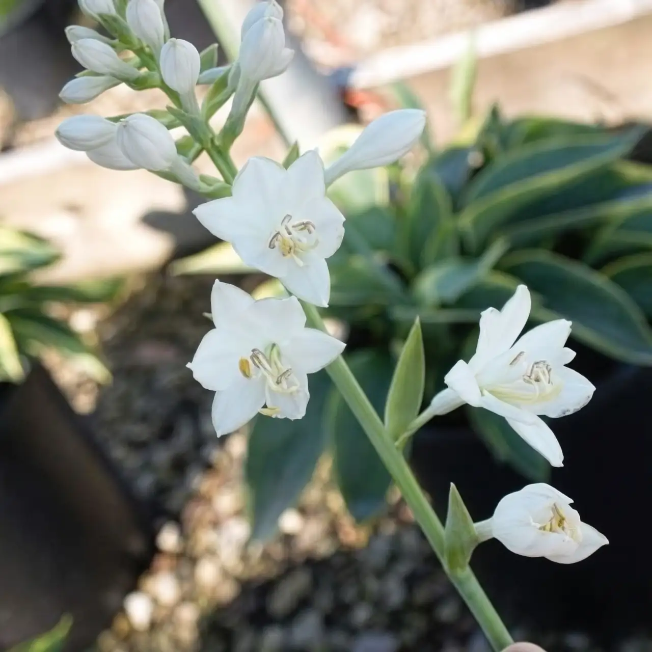 hosta in dappled sunlight