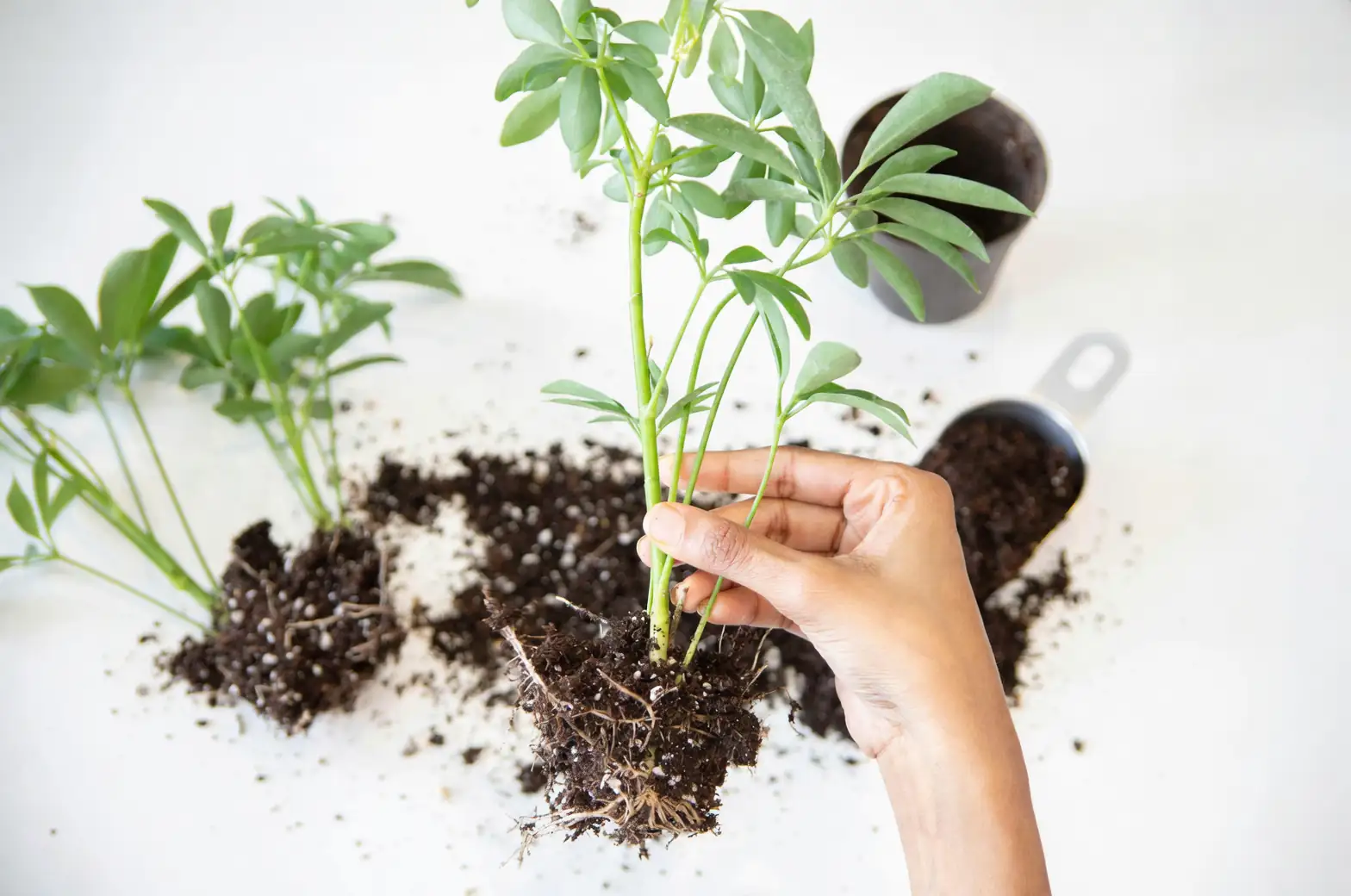 hosta soil preparation