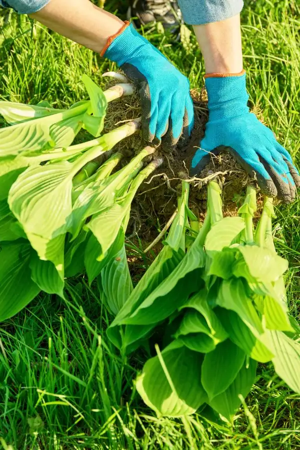 hosta division process