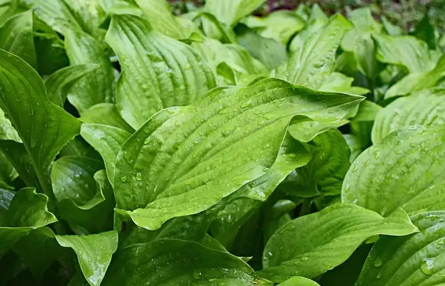 anthracnose disease hosta leaves