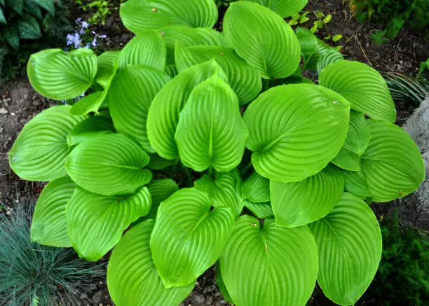 hosta plantaginea in european garden