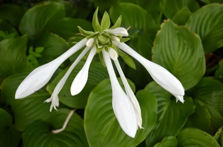 hosta plantaginea flower close-up