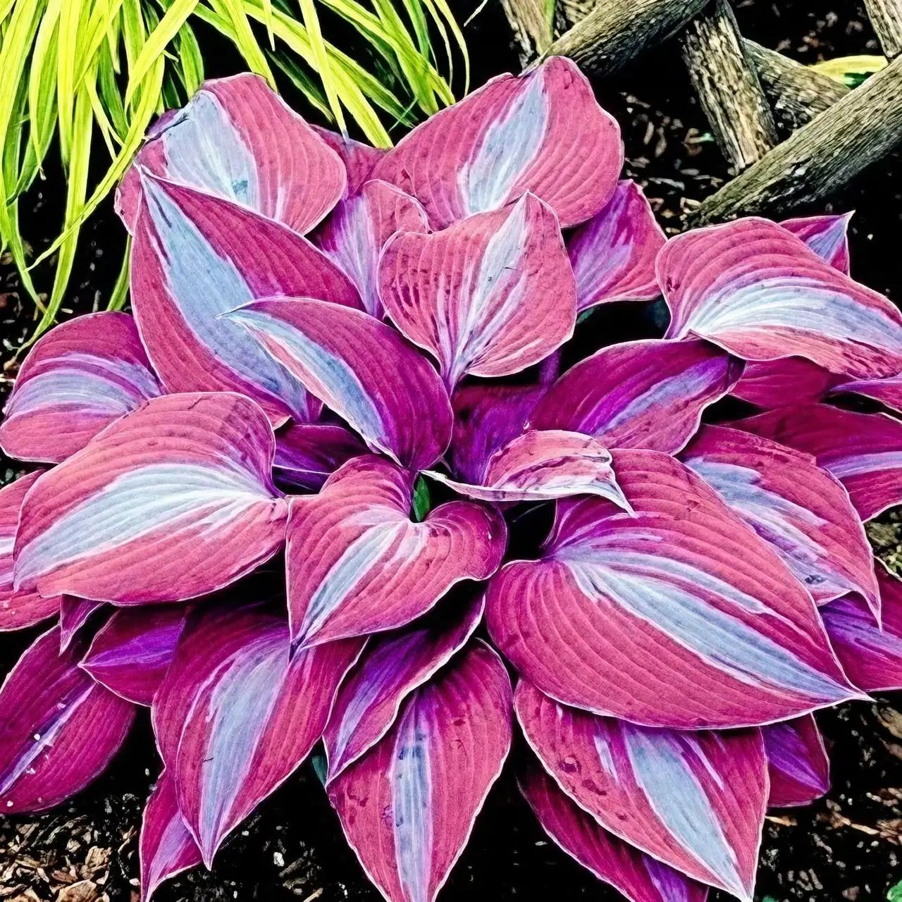 hosta plantaginea in shaded garden