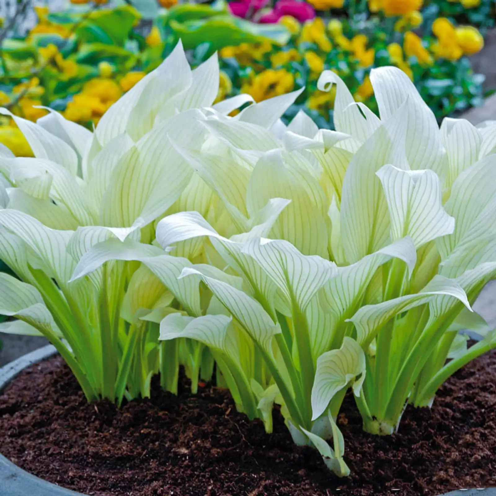 hosta plantaginea garden care