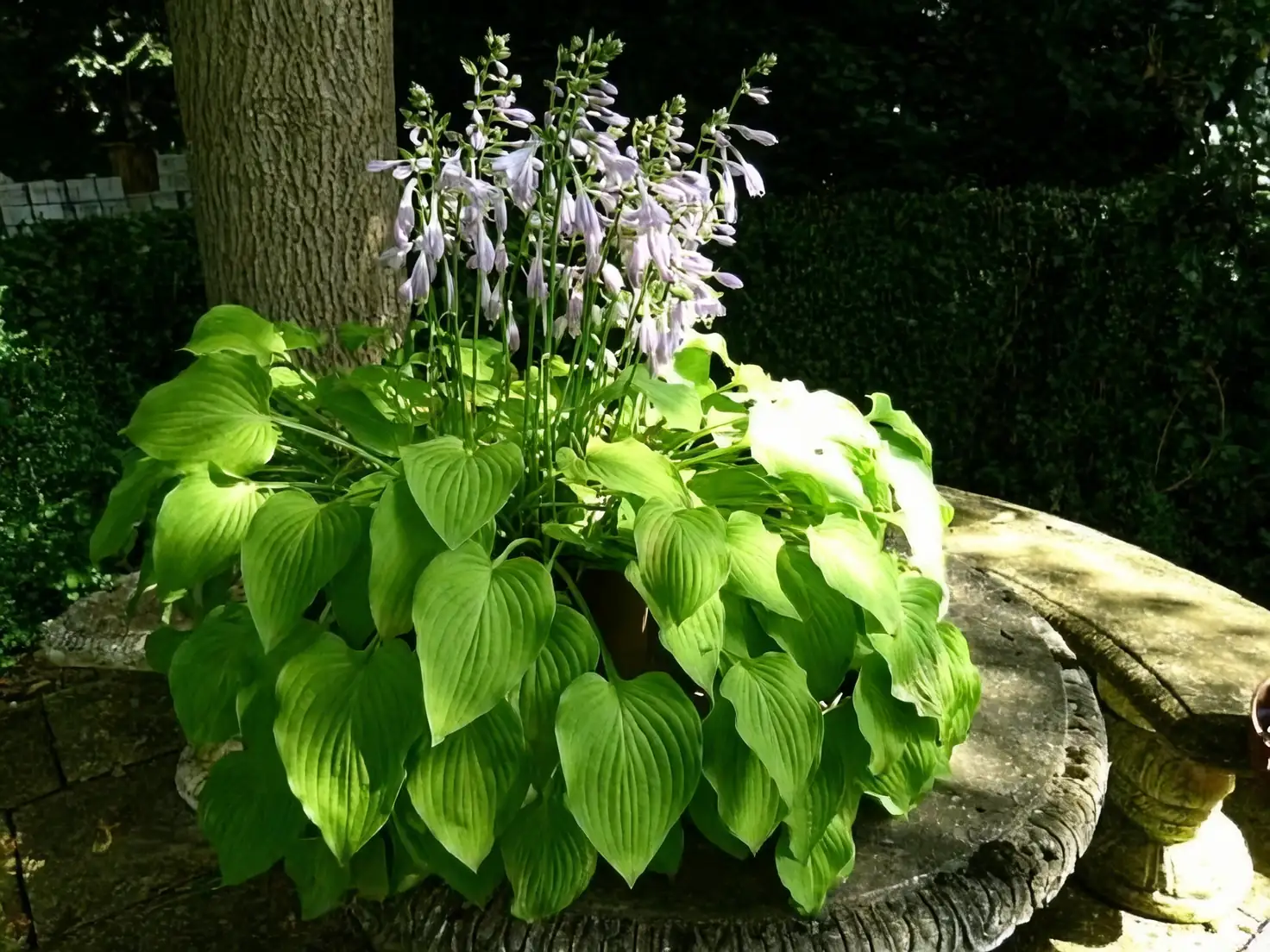 hosta plant window light
