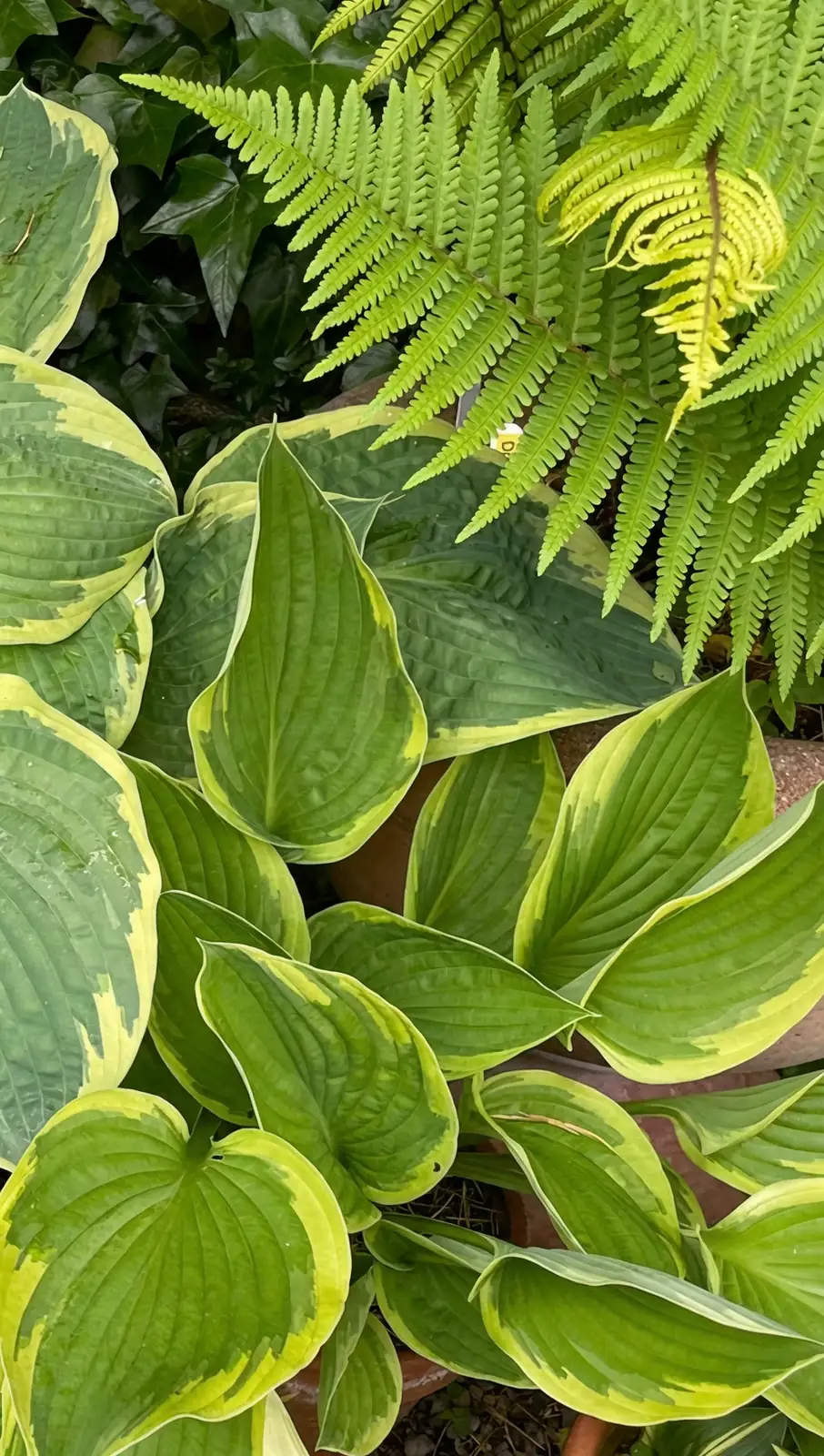 hosta and ferns indoor arrangement