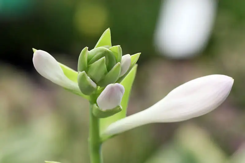 hosta flower close-up
