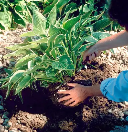 hosta root division process