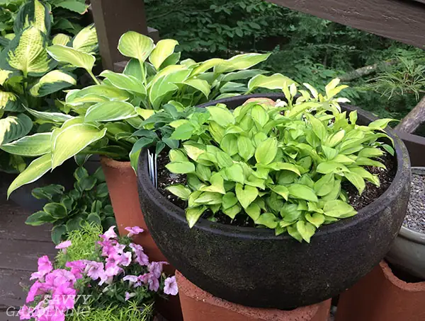 hosta planting in pot