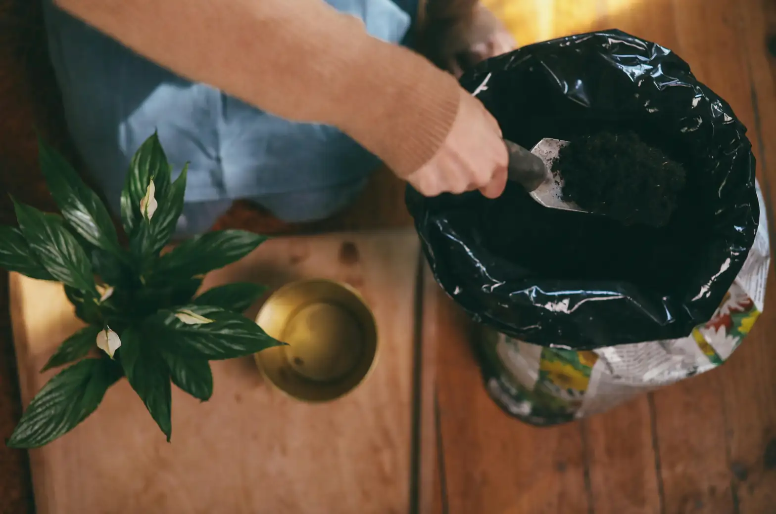 peace lily soil preparation
