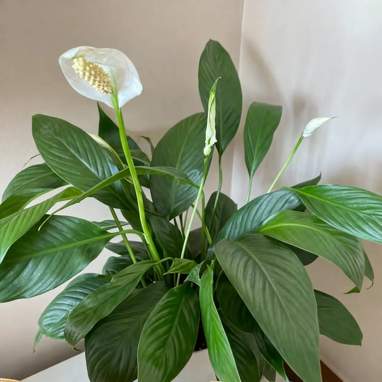 peace lily care tips