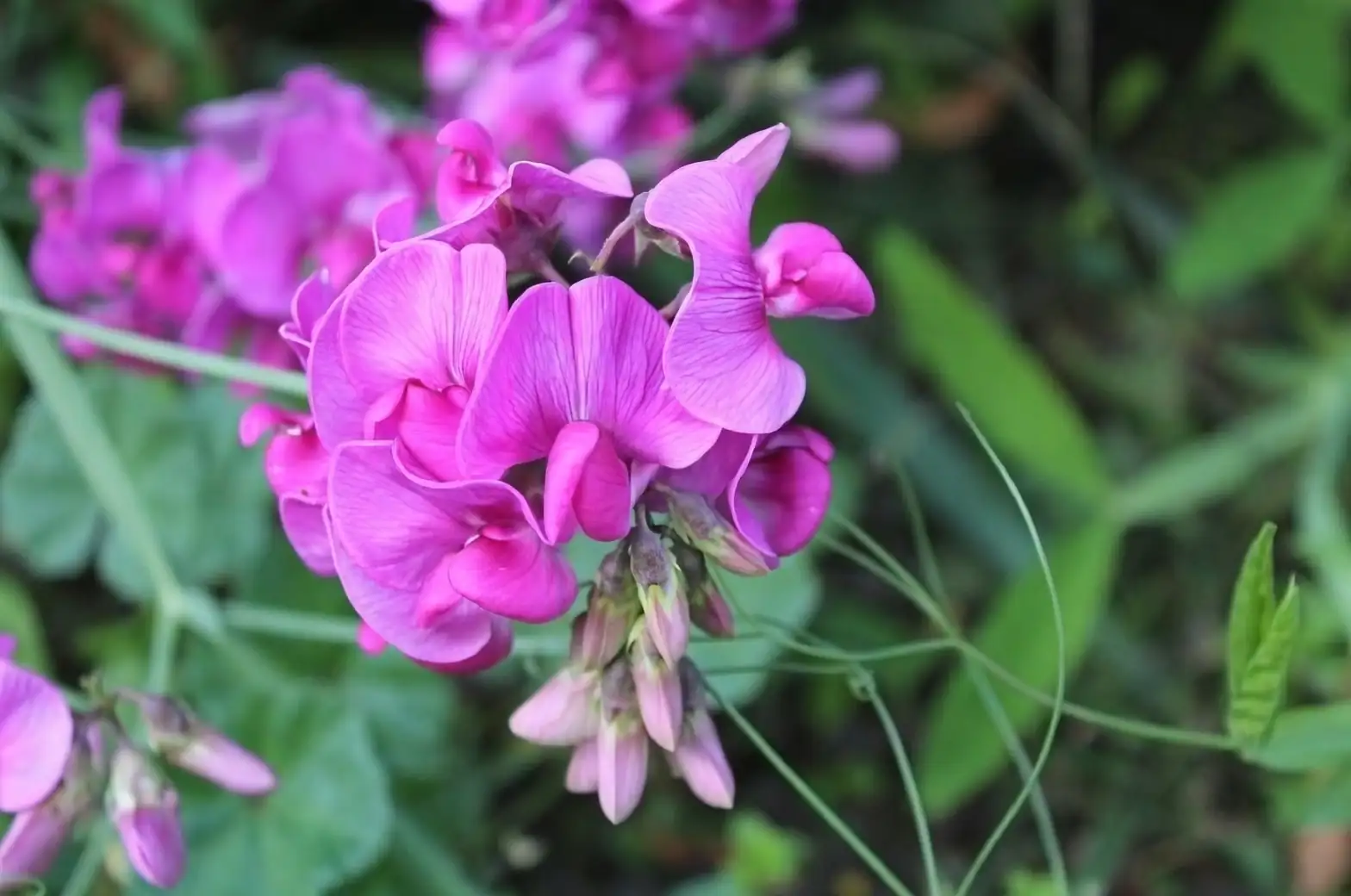 watering sweet pea plants