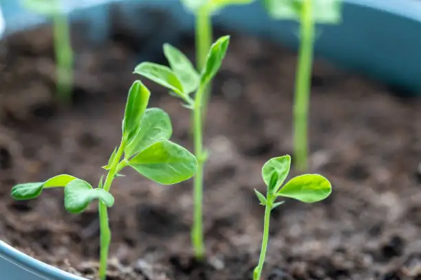 sweet pea soil preparation