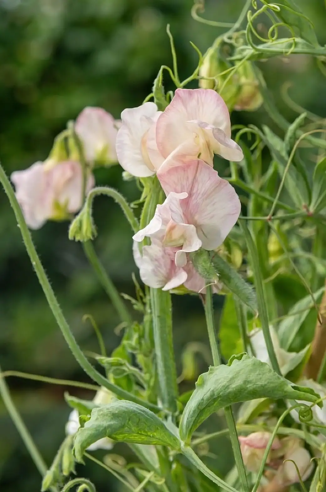 sweet pea trellis support