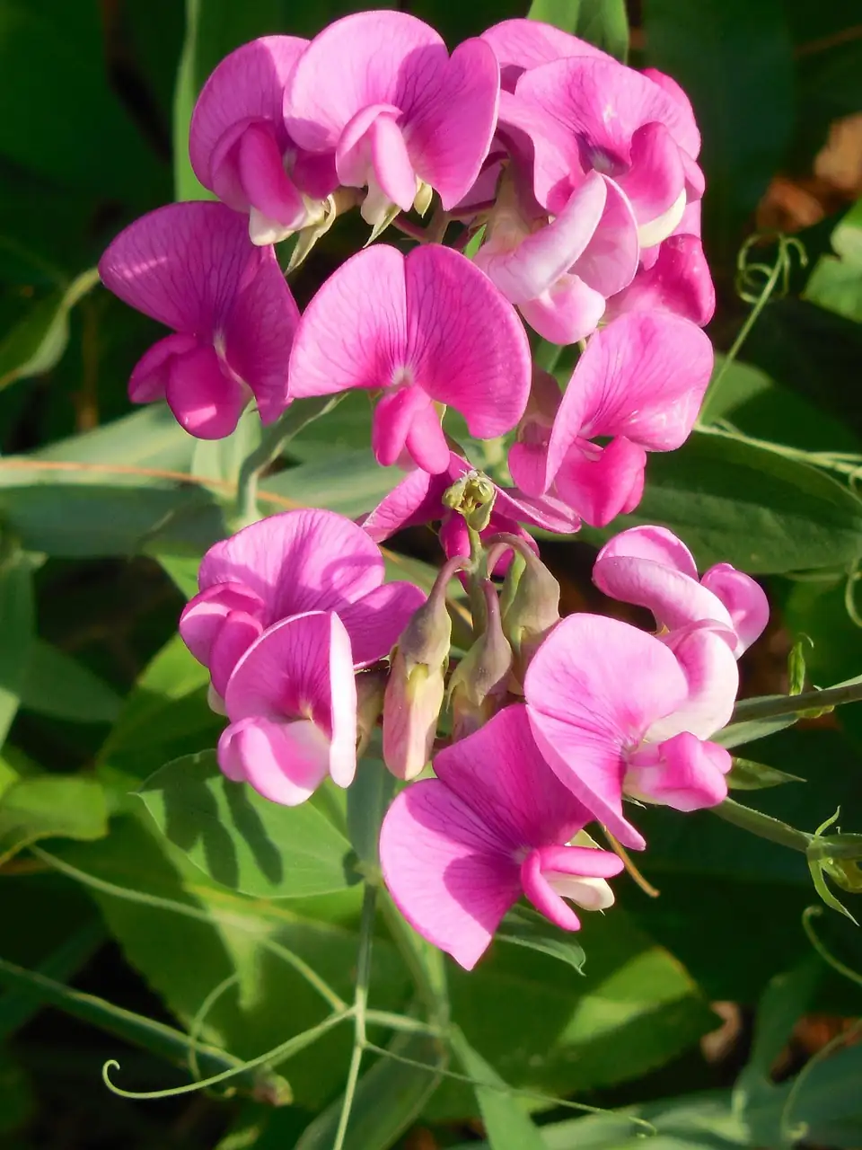 香豌豆的病虫害防治指南：让你的花园无忧无虑