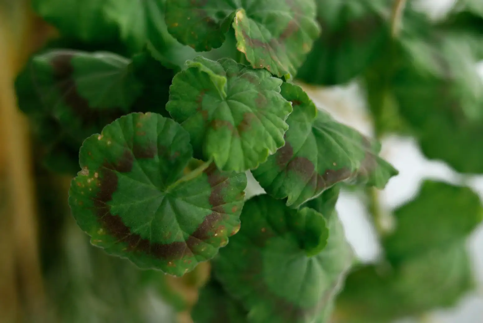 anthracnose on plant leaves