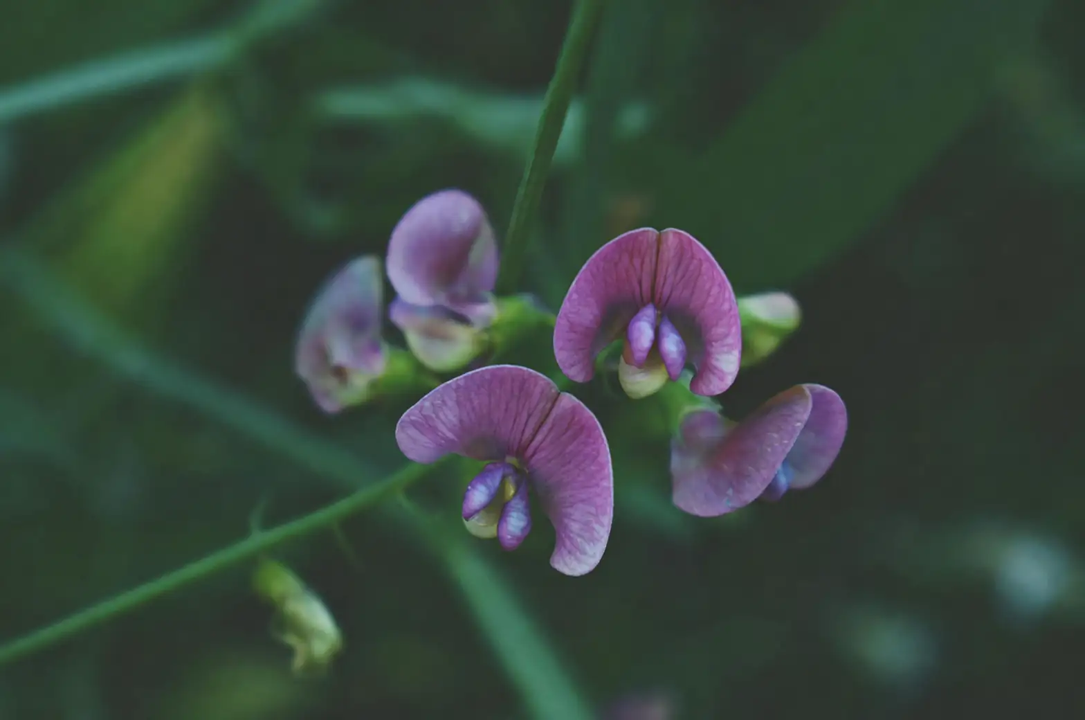 Victorian garden sweet pea