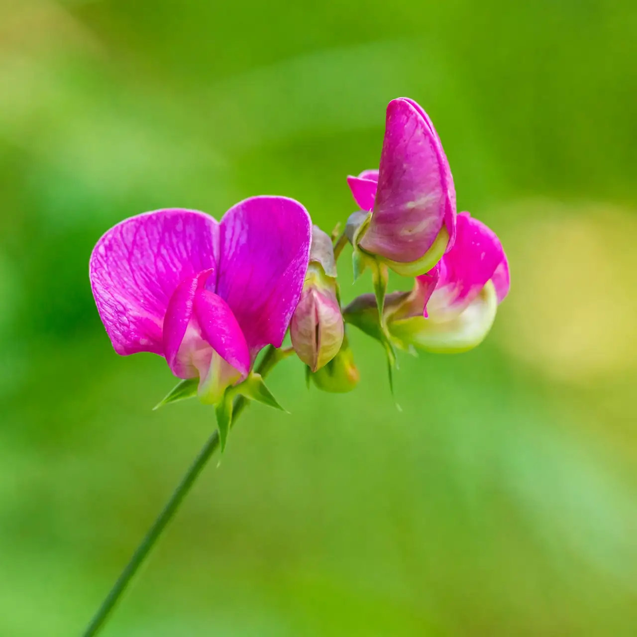 sweet pea balcony garden